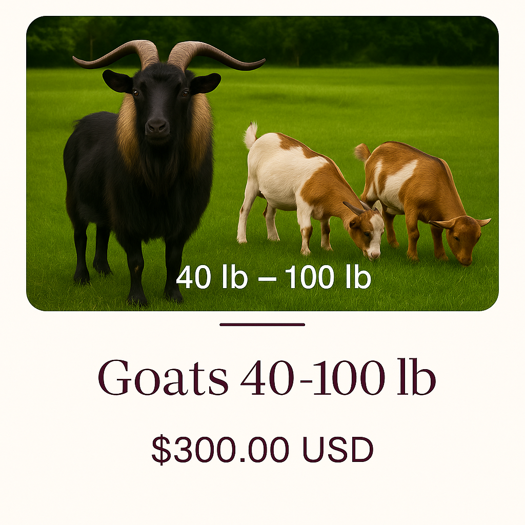 Goats 40-100 lb