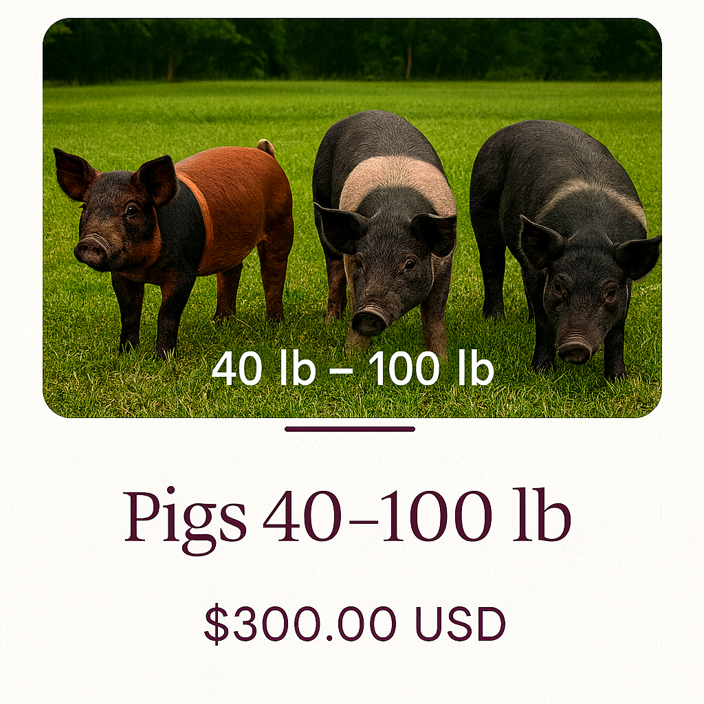 Pigs 40-100 lb