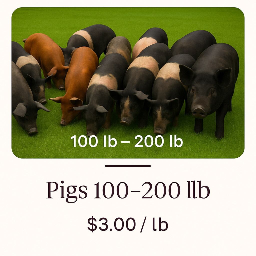 Pig 100-200 lb